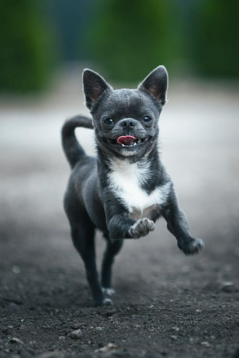 Продавам мини-чихуахуа