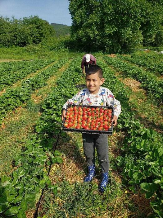 Разсад ягоди долна баня
