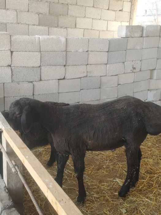 Кошкар от крокадил