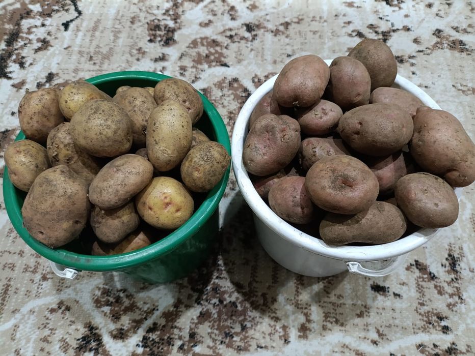 Картофель дачный.