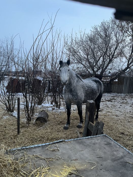 Бие сатам, продам лошадь