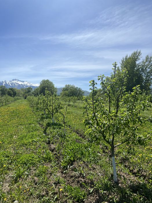 Продам яблоневый сад