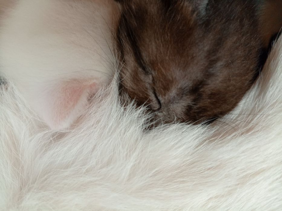 Шотландские котята Страйт