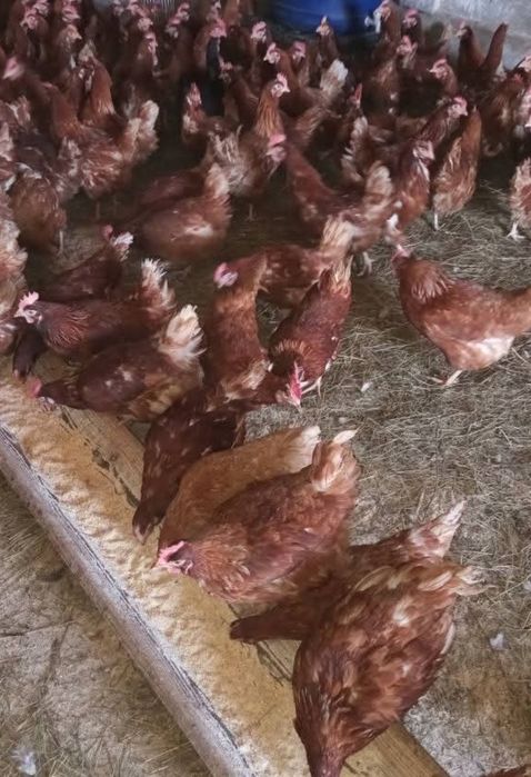 Ferma de găini roșii ouătoare rasă issa BRWON vă  oferim înspre vânzar