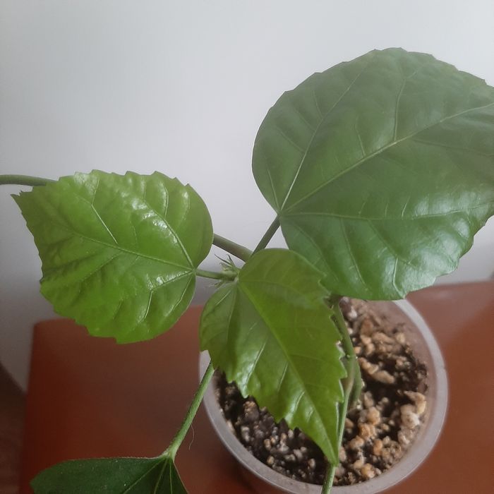 Китайская роза, клеродендрум