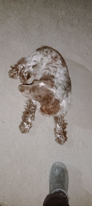 Спаниель продам охотничьего