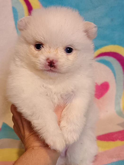 Щенки немецкого шпица.