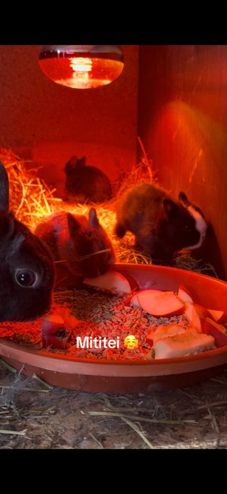 Olandez pitic puiuti