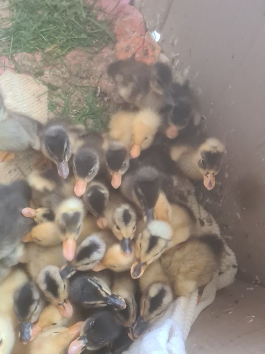 Vând boboci de gasca, rață și puișori de rasă și românești la preturi accesibile