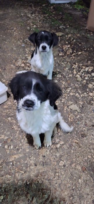 Подарявам кученца