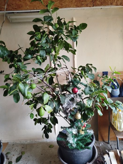 Лимон дърво,над 10годишно