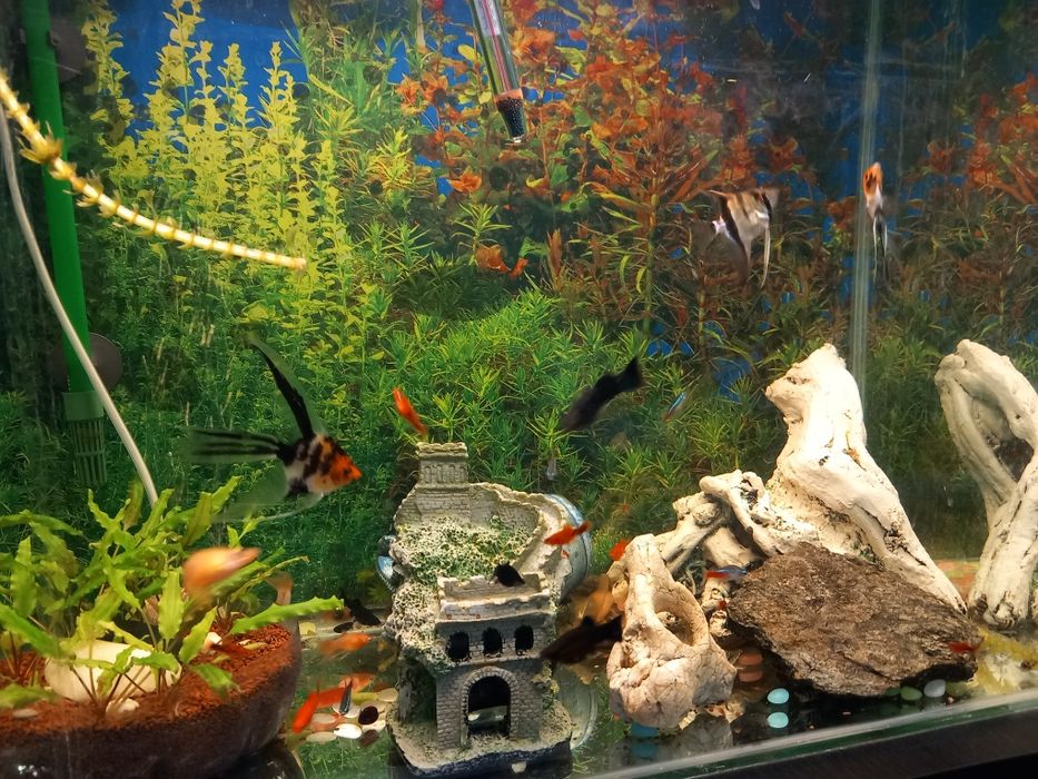 Pesti ,plante și acvarii