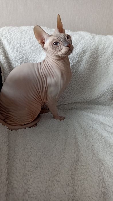 Кошка донского сфинкса