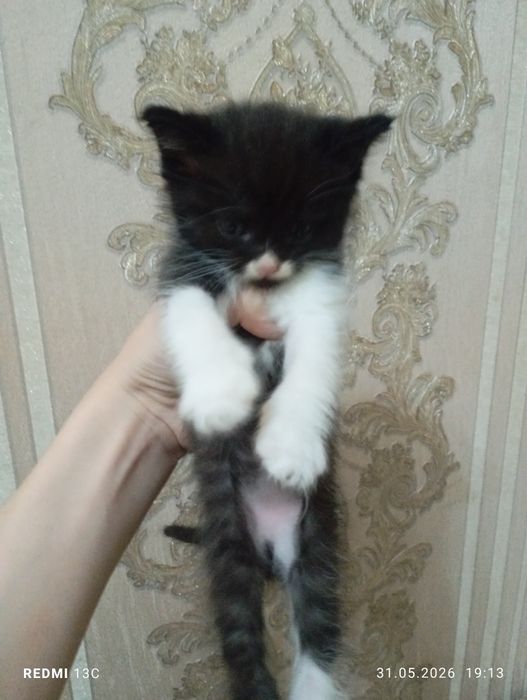 Отдадим котят в хорошие руки