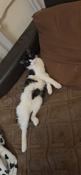 Подарявам мъжко коте