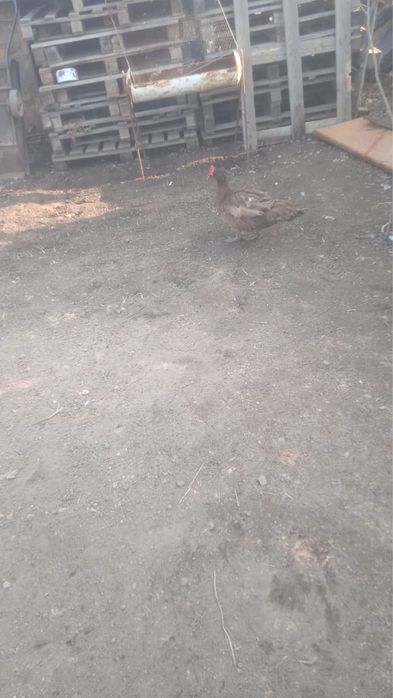 Продам утку или обменяю