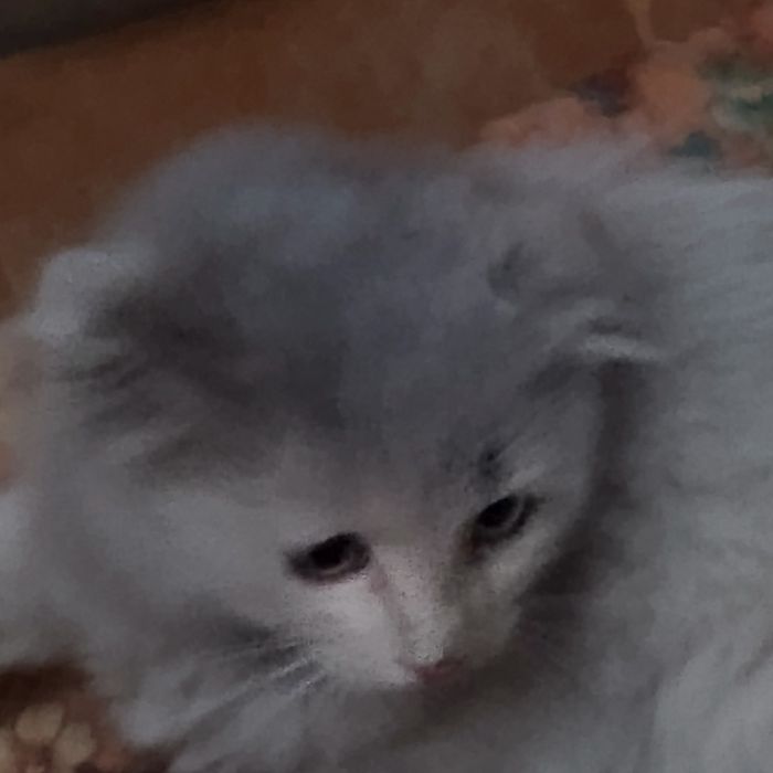 Породистая кошка