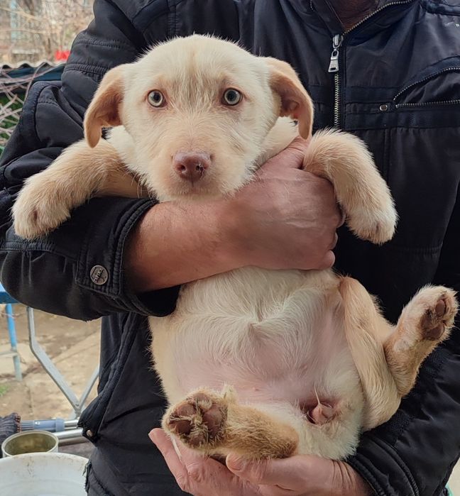 В добрые руки малыши