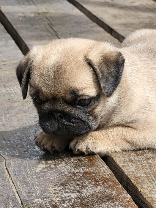 Продам щенков мопса