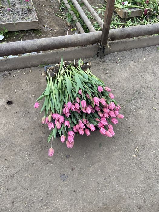 тюльпаны 295 тг Қызғалдақ