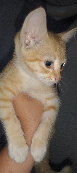 Отдам котенка рыжего