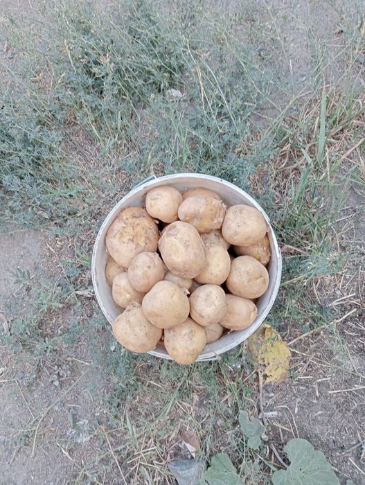 Картошка картофель домашний урожай.