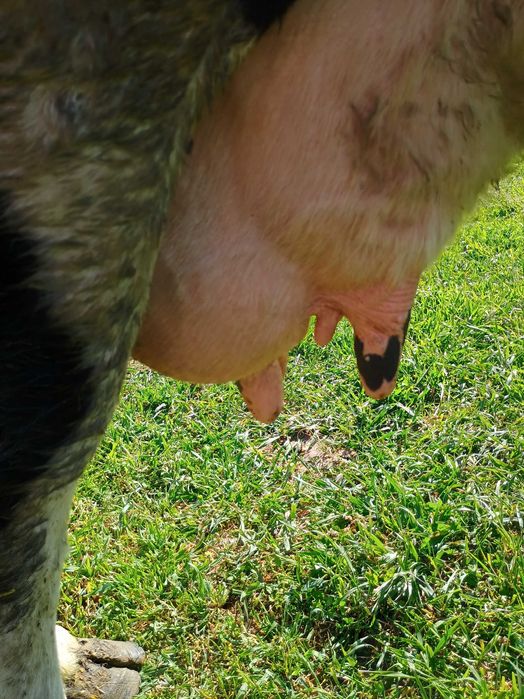 Vând vaca Holstein de 7 ani