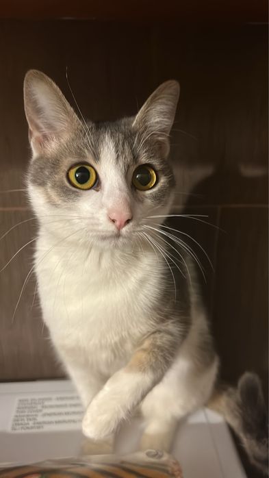 Dau pisica adoptie