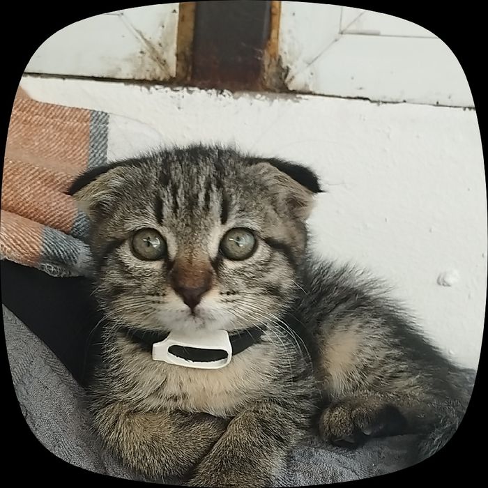 Котёнок 2 месяца