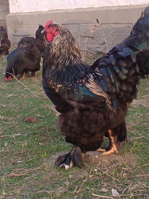 Брама тауықтар сатылады