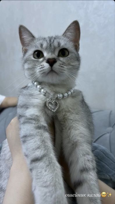 Продается Шотландская кошка