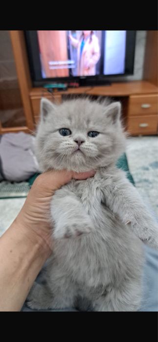 Продам британских котят