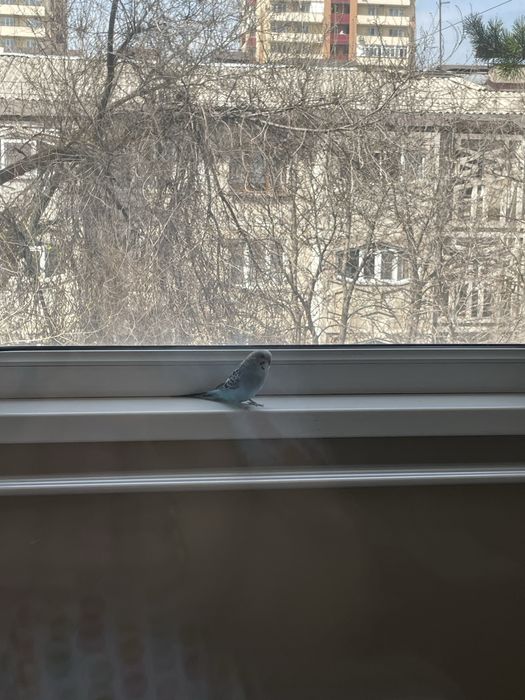 Синий попугай с золотой клеткой