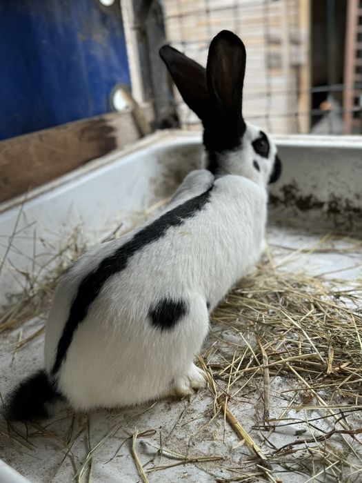 Vand iepuri . Rasa Fluture Gernam si Belgian Albastru