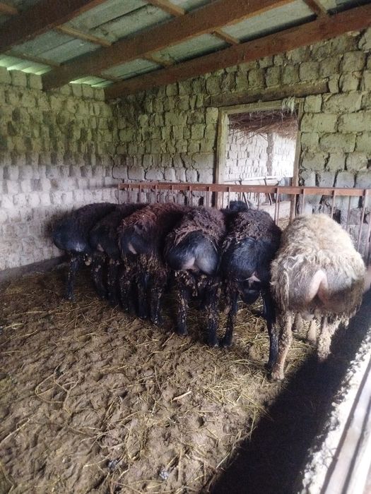 Кошкарлар сатылады 1 жасар семиз