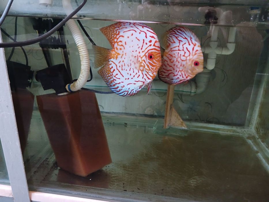 Продются элитные пары дискусов