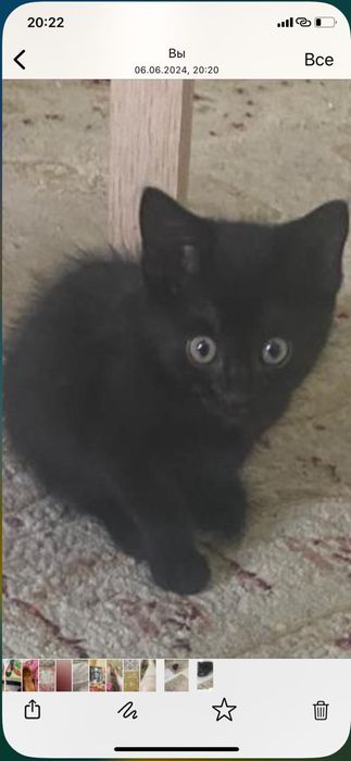 Только в добрые руки