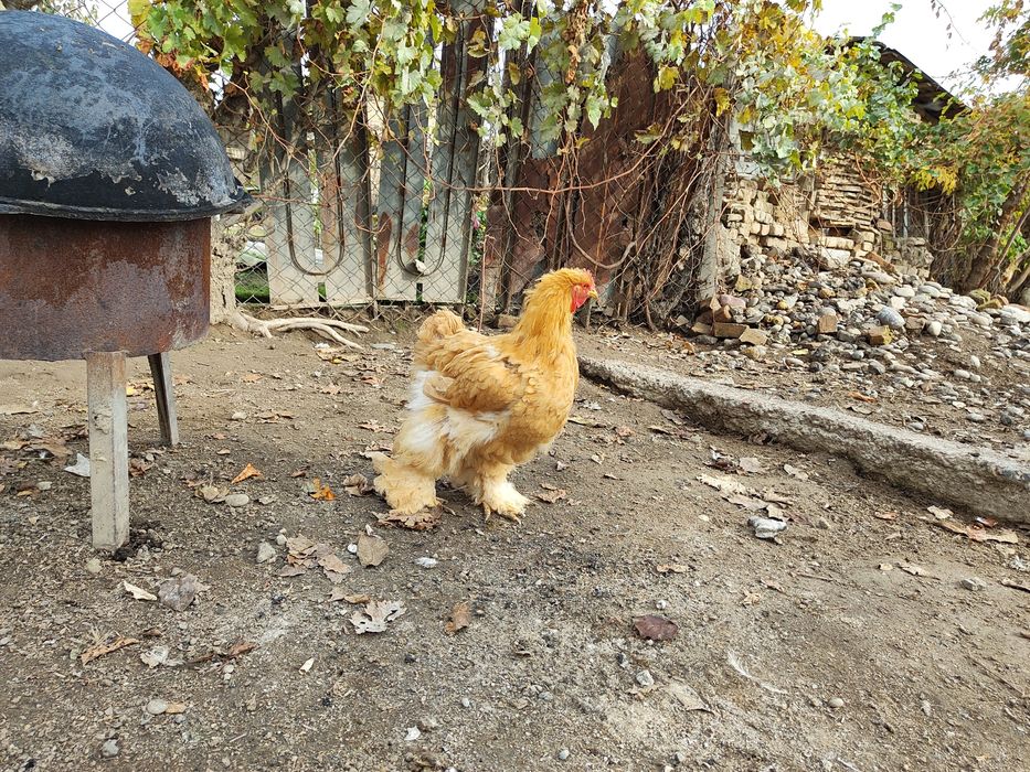 Paleviy Kox Tovuq Sotiladi  Палевый Кох Товук, Сотилади