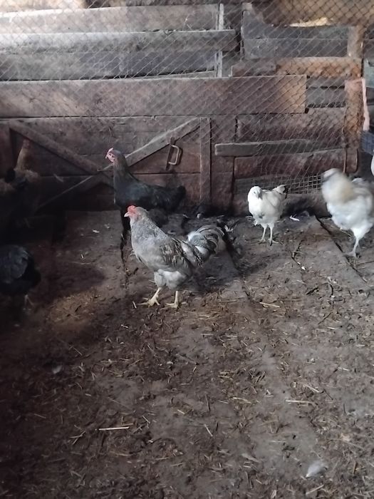 Продам молодых петушков