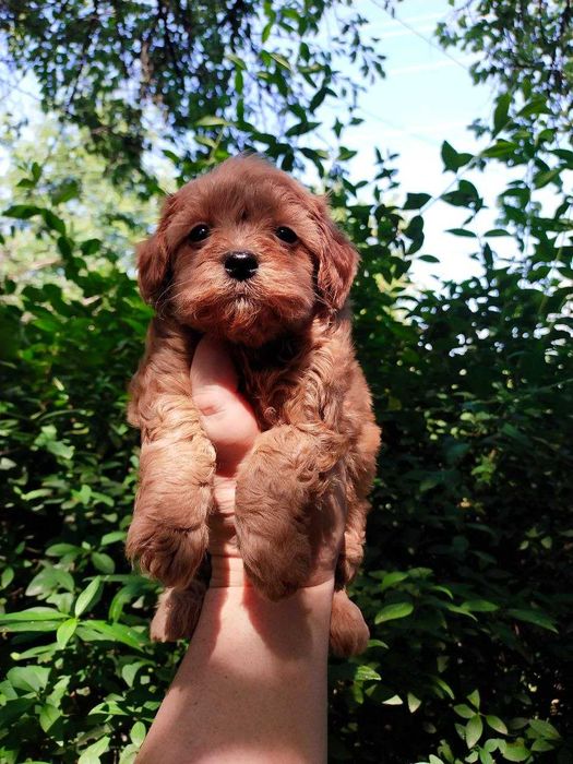 Мальтипу. Щенки  F1.