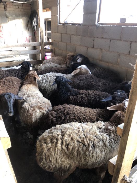 Қой/баран/тоқты/