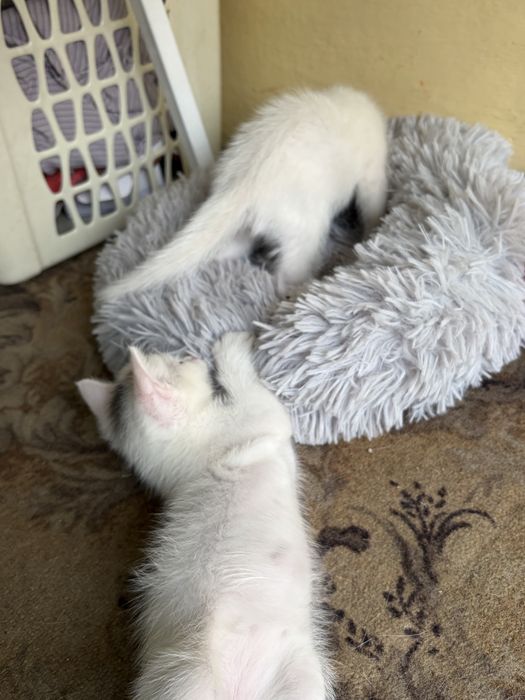 Отдам котят даром, в надеждные руки