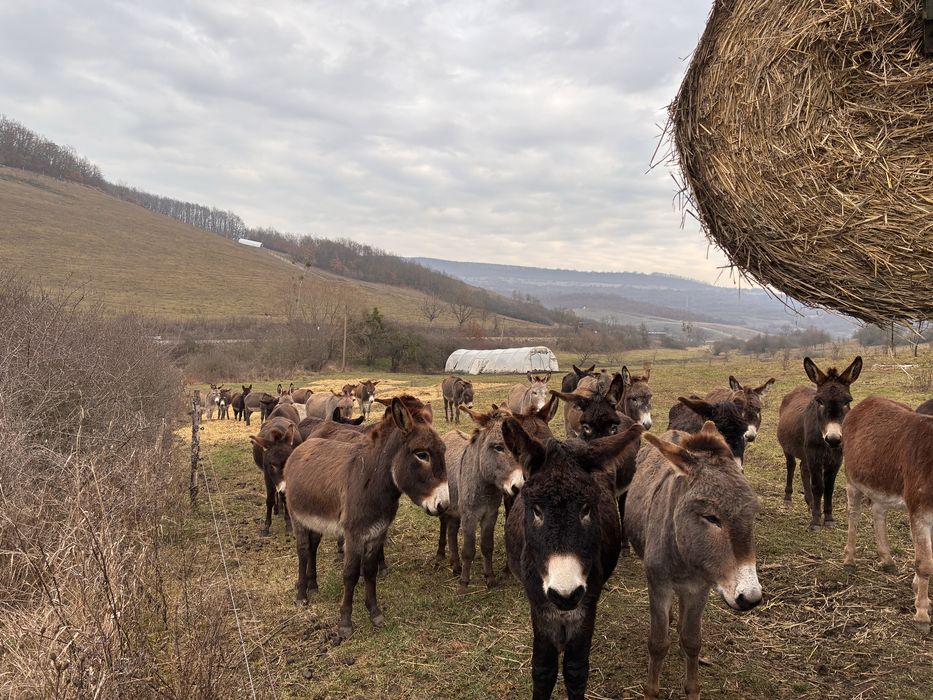 40 măgari masculi – întrețin 40–80 ha fără utilaje (cost minim)