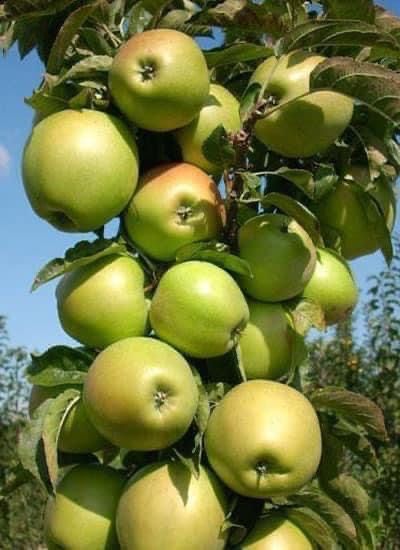 Колонни и Мини овощни дръвчета