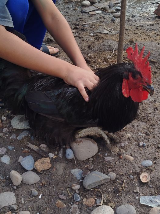 Gigant Qora Shaxzoda Xoʻroz
