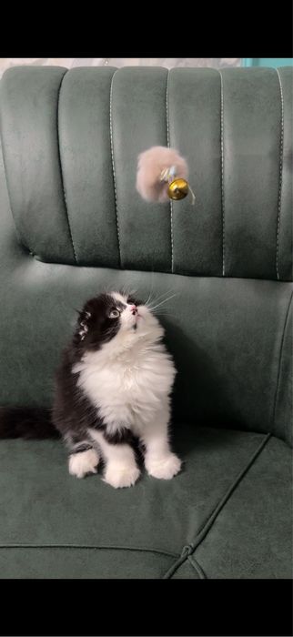 Скотиш фолд 2 месяца девочка