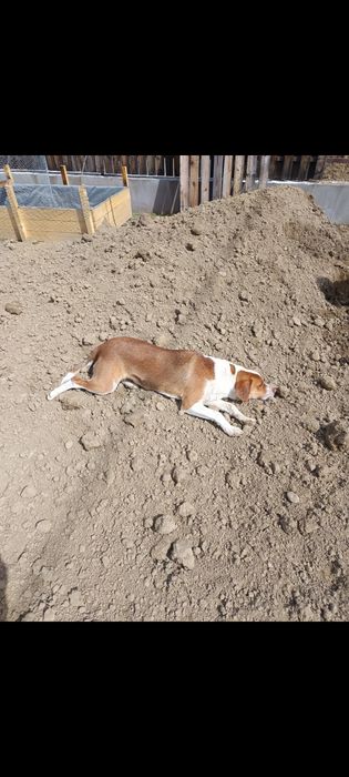 Adoptie beagle harrier