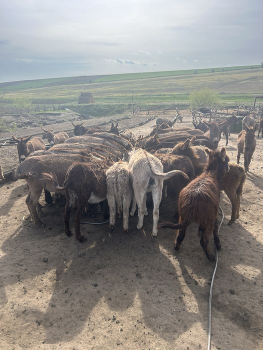 Lapte crud de măgărița!  !!!MULGEM IN PREZENTA DUMNEAVOASTRĂ!!!