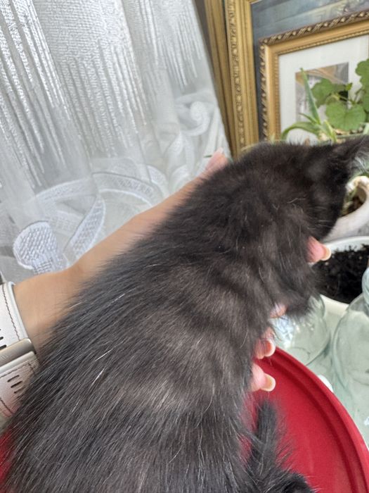 Котенок бесплатно