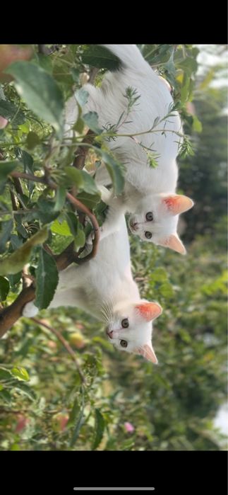 Котенок девочка белоснежная